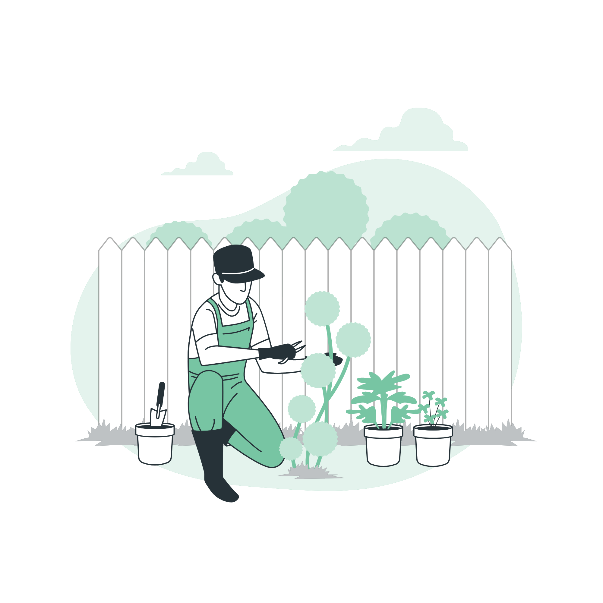 Planta saludable siendo cuidada